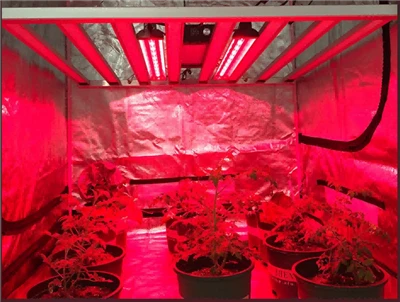 635NM ja 650Nm laserite rakendused ja ohutusmeetmed põllumajanduses